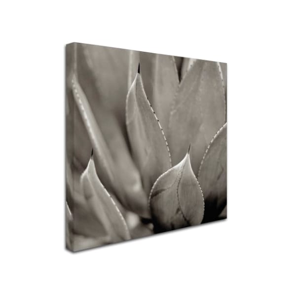 Alan Blaustein 'Florison 49' Canvas Art,18x18